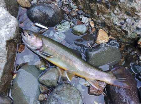 尺イワナ３本 ～九頭竜川水系～
